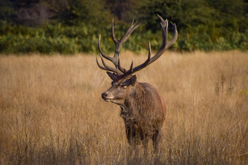 Red deer stag in nature in UK
