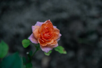 Beautiful flowers from the garden