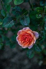 Beautiful flowers from the garden