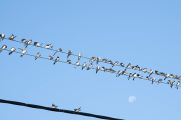 Swallows on a wire before flying south