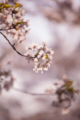 sakura blossom