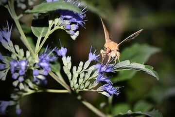 Ćma słonecznica orężówka (Helicoverpa armigera) odwiedzająca nocą kwiaty barbuli klandońskiej (Caryopteris clandonensis) 