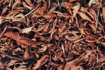 Autumn leaves scattered on grassy ground in nature park on a sunny day