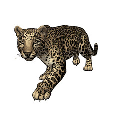 Jaguar vector ilustration design isolated template 