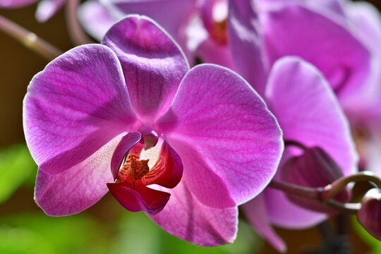 R&oacute;żowe kwiaty orchidei Phalaenopsis