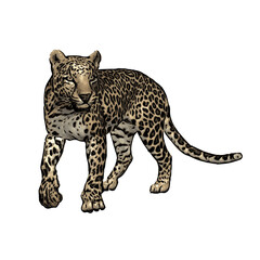 Jaguar vector ilustration design isolated template 