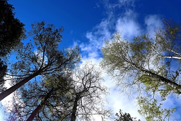 View of the sky through the tree crowns in a spring forest