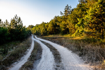 Fototapeta premium A dirt road for cars running through the forest.
