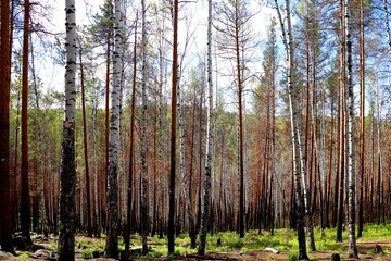 Spring mixed forest of birch and pine