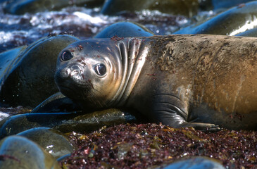 El&eacute;phant de mer, Mirounga leonina,  Iles Falkland, Malouines