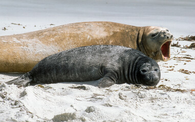 Eléphant de mer, Mirounga leonina,  Iles Falkland, Malouines