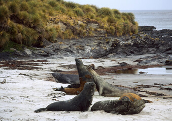 Eléphant de mer, Mirounga leonina,  Iles Falkland, Malouines