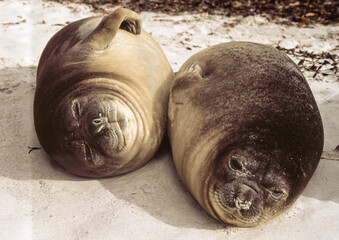 Eléphant de mer, Mirounga leonina,  Iles Falkland, Malouines