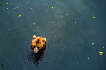 A brown bear swims in a tranquil forest lake surrounded by autumn leaves during a sunny afternoon