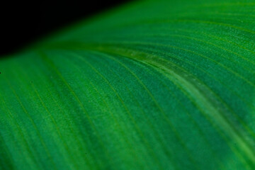 green leaf texture