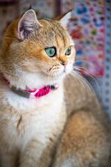 A close-up view of a curious golden cat with striking green eyes in a cozy indoor setting during daylight