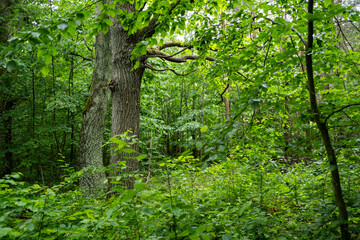 Trees in Bialowieza Forest in Poland