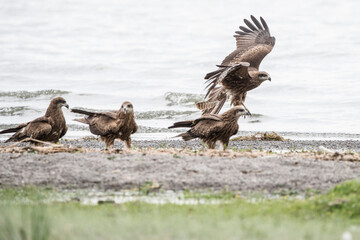 Eagle Sitting on the Ground