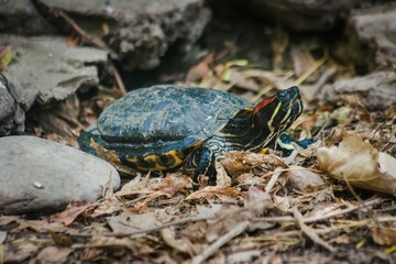 Typical water turtle from Brazil and the tropical forest