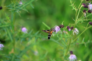  Burnt-spot hummingbird hawkmothsitting on thistle flower in summer meadow.