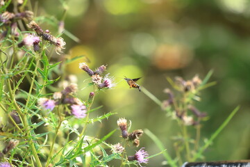  Burnt-spot hummingbird hawkmothsitting on thistle flower in summer meadow.