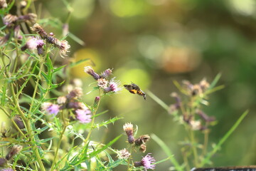  Burnt-spot hummingbird hawkmothsitting on thistle flower in summer meadow.
