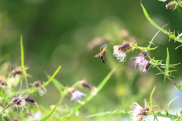  Burnt-spot hummingbird hawkmothsitting on thistle flower in summer meadow.