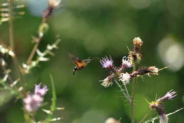  Burnt-spot hummingbird hawkmothsitting on thistle flower in summer meadow.