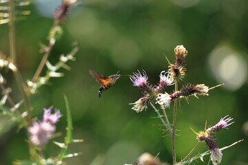  Burnt-spot hummingbird hawkmothsitting on thistle flower in summer meadow.