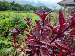 red and green leaves