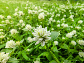 close up of white flowers