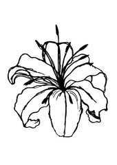 Hand made vectorised ink drawing of lily