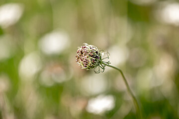 A close up of a wild carrot flower in the Sussex countryside, with selective focus
