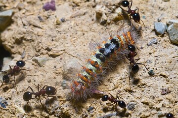 a crowd of ants working together to carry a caterpillar