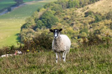 Fototapeta premium A sheep standing on a South Downs hillside, on a sunny September day