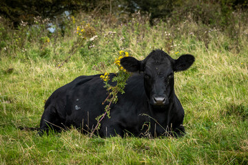 A cow laying down in rural Sussex and looking at the camera
