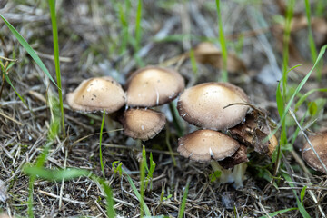 In the wild, mushrooms emerge from the forest floor like hidden gems, adding a touch of magic to the natural landscape. Their caps stand out against the rich soil and fallen leaves.