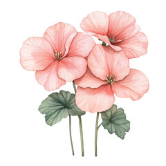 Obraz premium begonia hand drawn petal