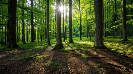 Obraz premium Sunlit Forest Glade, a serene woodland scene where vibrant green leaves filter golden sunlight, creating a warm, inviting atmosphere among towering trees.
