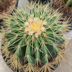 close up of cactus