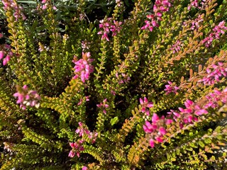 Obraz premium flowers in the garden
