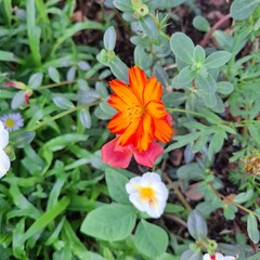 orange and flower