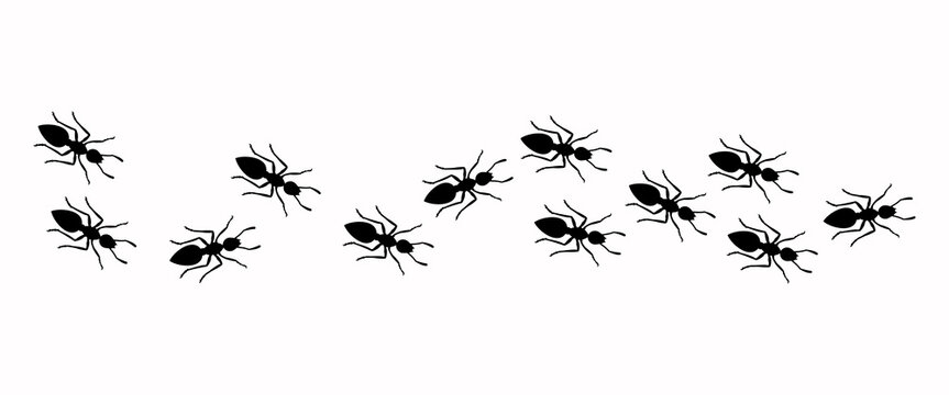 Insect Insects ant ants emmet pismire banner Vector icon icons sign signs fun funny A line of worker workers ants marching search Silhouette banner logo Random Seamless Pattern Representing Teamwork