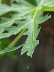 rainning drop on green fresh leafes and blur background 