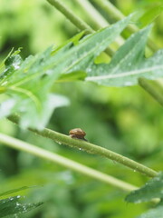 rainning drop on green fresh leafes and blur background 