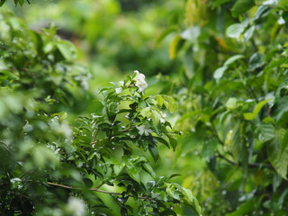 rainning drop on green fresh leafes and blur background 