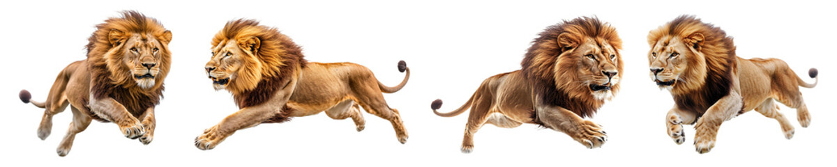 Obraz premium Set, collection of Lion sprinting isolated on transparent background.
