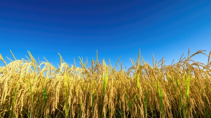 Fototapeta premium Field of mature rice ready for harvest, with a clear blue sky above for text or branding.