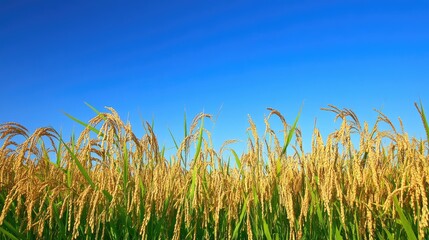 Obraz premium Field of mature rice ready for harvest, with a clear blue sky above for text or branding.