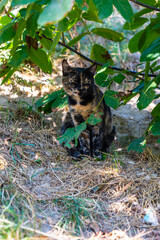 Fototapeta premium A dark-colored, skinny stray cat.